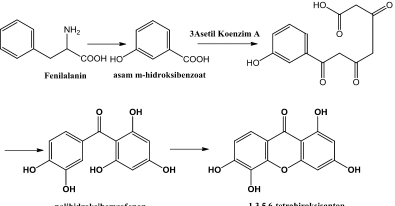 Gambar 2.7. Biosintesis senyawa santon 