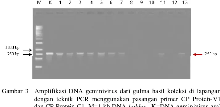 Gambar 3  Amplifikasi DNA geminivirus dari gulma hasil koleksi di lapangan dengan teknik PCR menggunakan pasangan primer CP Protein-V1 dan CP Protein-C1