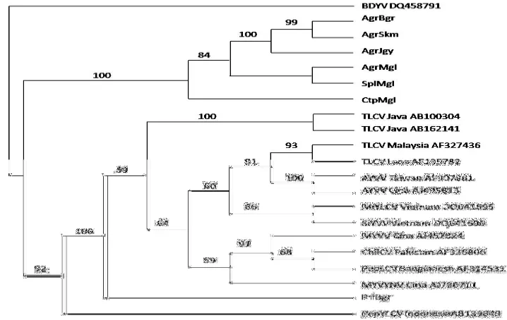 Gambar 4 Kladogram sekuen geminivirus pada gulma sampel dibandingkan dengan sekuen geminivirus beberapa wilayah di dunia