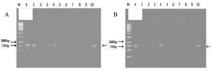 Gambar 5 Amplifikasi DNA geminivirus dari Gulma bergejala (A) dan tidak bergejala (B)