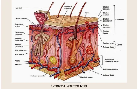 Gambar 4. Anatomi Kulit
