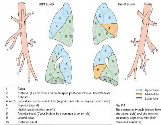 Gambar 2.2 Anatomi Paru (Faiz et al., 2011) 