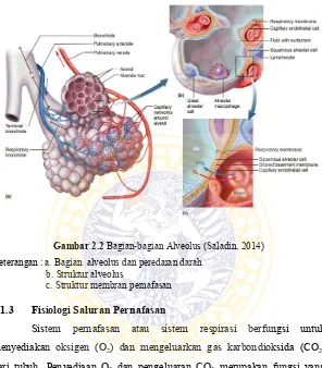 Gambar 2.2 Bagian-bagian Alveolus (Saladin, 2014) 