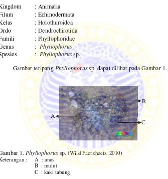 Gambar teripang Phyllophorus sp. dapat dilihat pada Gambar 1. 