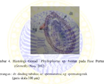 Gambar 4. Histologi Gonad  Phyllophorus sp. Jantan pada Fase Pertumbuhan 