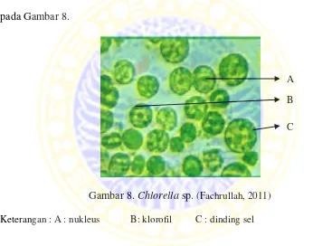 Gambar 8. Chlorella sp. (Fachrullah, 2011) 