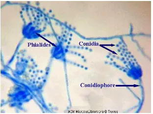 Gambar 3. Penicillium sp. (Martens, 2005) 