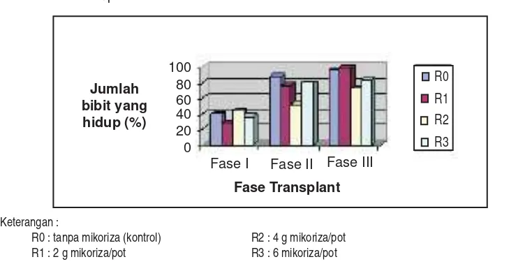 Gambar 1a. Pengaruh Pemberian Mikoriza dan Fase Transplant Terhadap Presentase 