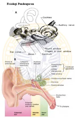 Gambar 2.1 A. Anatomi telinga bagian dalam (Dallos, 1992); B. Anatomi keseluruhan telinga (Sherwood, 2016) 
