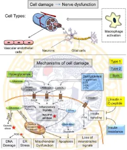 Gambar 2.1 Mekanisme terjadinya diabetik neuropati (Callaghan et al., 2014)  