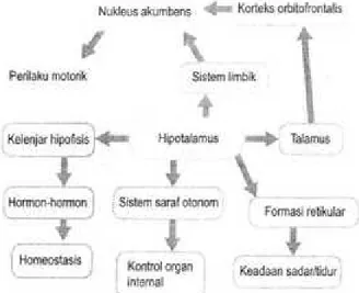 Gambar  16.8  Luaran  neuralis  dan  non-neuralis  hipotalamus.