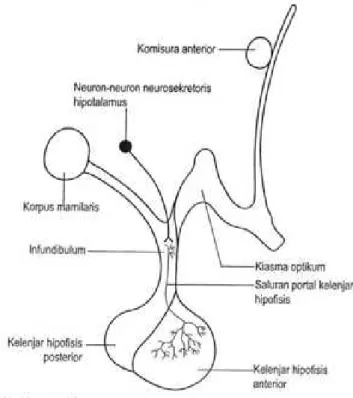 Gambar  'l  6.2  Nukleus-nukleus 