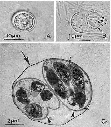 Gambar 2.3.   Ookista T.gondii (Dubey et al., 1998)   A = Ookista yang belum bersporulasi         B = Ookista yang bersporulasi dengan 4 sporozoit       C = Ookista bersporulasi dilihat dengan electron micrograph 