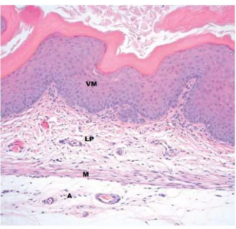 Gambar 2.6  Histologi vagina mencit, VM = Mukosa Vagina, LP = Lamina Propria, M = Muskularis, A= Adventitia