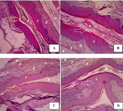 Gambar 4.2.  Mukosa vagina mencit setelah diinfeksi dengan Toxoplasma gondii intravagina kontrol (A) tampak normal (tanda panah kuning) dan perlakuan (B) mengalami erosi pada stratum corneum vagina (tanda panah putih), kontrol (C) tampak normal (tanda pana