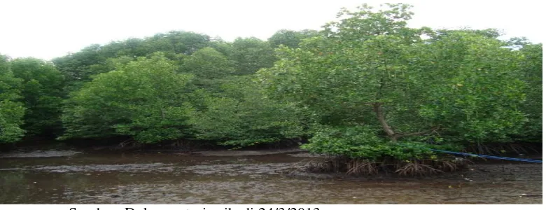 Gambar 1.1. Hutan Mangrove Rhizophora Aficulata yang umumnya di jumpai di Perairan Sanga-Sanga 