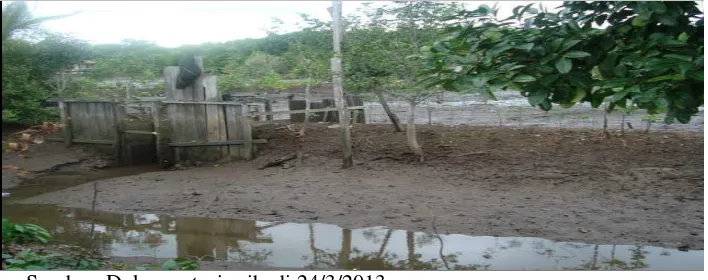 Gambar 1.2. Kondisi Hutan Mangrove yang rusak 