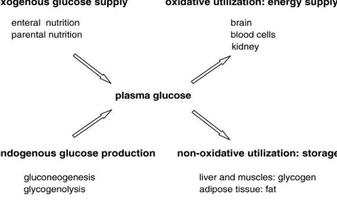 Gambar 2.1.: Produksi dan pemakaian glukosa(2) 