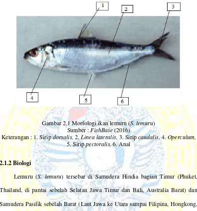 Gambar 2.1 Morfologi ikan lemuru (S. lemuru) 