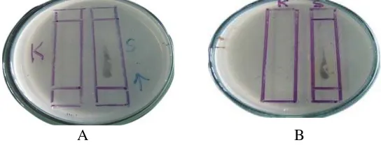 Gambar 1. Hasil Uji Bioautografi Fraksi Etil Asetat Ekstrak Aseton Kulit Buah Kakao (Theobroma cacao L.) terhadap Bacillus subtilis (A) dan Streptococcus mutans (B)
