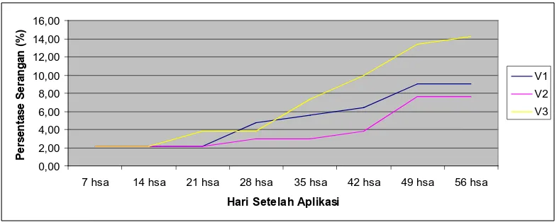 Gambar 6. Grafik  hubungan antara penggunaan Varietas terhadap persentase serangan Fusarium oxysporum f.sp lycopersici (Sacc) pada pengamatan7 hsa - 56 hsa