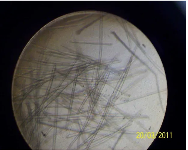 Gambar 1.  Miselium serangan murni C. cassiicola (Berk.& Curt.) Wei.  