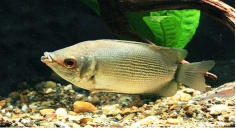 Gambar ikan Tambakan (Helostoma temminckii) 