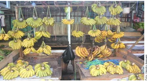 Gambar di atas semuanya merupakan spesies pisang, namun ada perbedaan bentuk, ukuran dan rasa yang membedakan satu sama lain