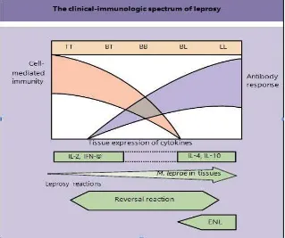 Gambar 2.1 The clinical spectrum immunologic of leprosy (Jonathan C et al, 2010)  
