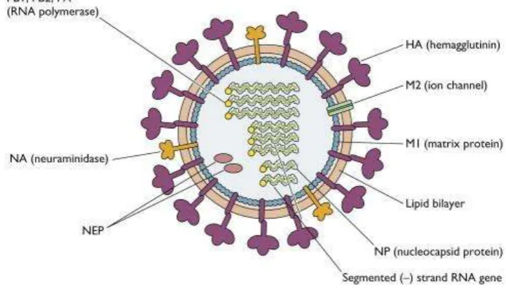 Figure 2.1 Structural of Influenza A virus (Vincent Racaniello, 2009) 