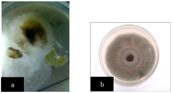 Gambar 10. Isolat jamur Alternaria porri (a) dan gambar literatur (b) 