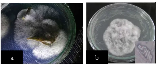 Gambar 11. Isolat jamur Helminthosporium sp. (a) dan gambar literatur (b)