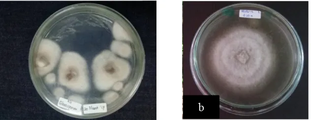 Gambar 13. Isolat jamur Gloeosporium sp. (a) dan gambar literatur(b)