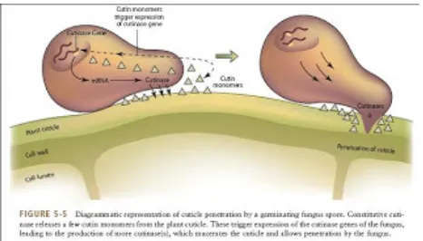Gambar 1. Skema Penetrasi Patogen terhadap Dinding Sel Tanaman
