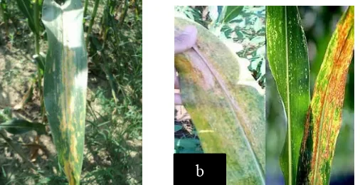 Gambar 3. Dokumentasi gejala Helminthosporium sp. di lapang (a) dangambar literatur (b)