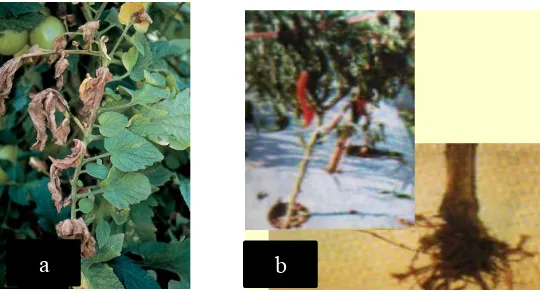 Gambar 4. Dokumentasi gejala Fusarium oxysporum di lapang (a) dangambar literatur (b)