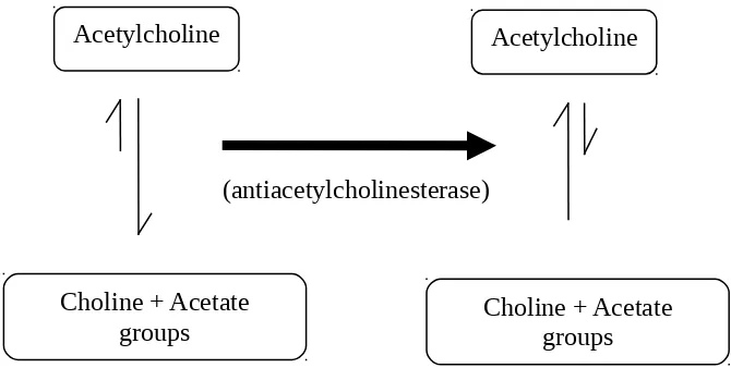 Gambar 2. Fungsi  acetylcholine sebagai neurotransmitter dalam menjaga keseimbangan kontraksi otot 