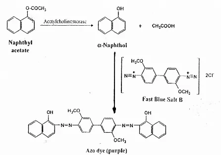 Gambar  3.  Reaksi  acetylcholinesterase  dengannaftil acetate dan pembentukan warna ungu dengangaram fast blue B