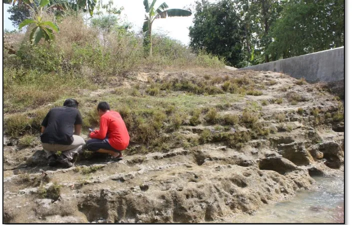 Gambar 3 .3. Singkapan perlapisan batugamping dan napal dari Anggota Selorejo di tebing Sungai Gadu, Sambong, Cepu