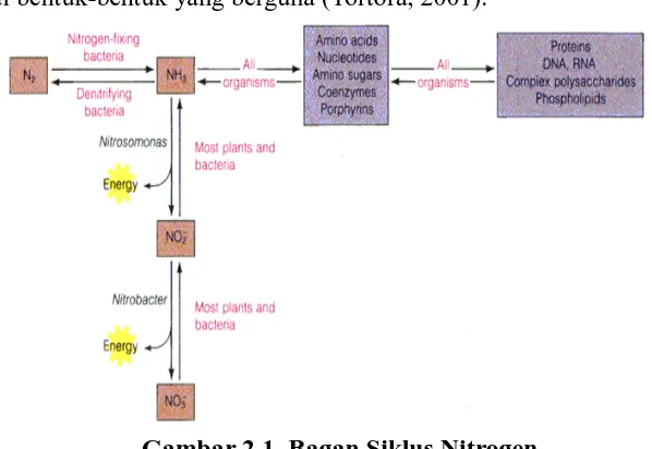 Gambar 2.1. Bagan Siklus Nitrogen 