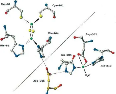 Gambar 2.4. Struktur oksigenase pada sistem enzim naftalena dioksigenase. Sub-unit α berwarna ungu, hijau, dan biru