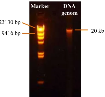 Gambar 5.1. Hasil elektroforesis DNA genom Actinobacillus sp. P3(7); kiri: Marker Lambda DNA/HindIII 