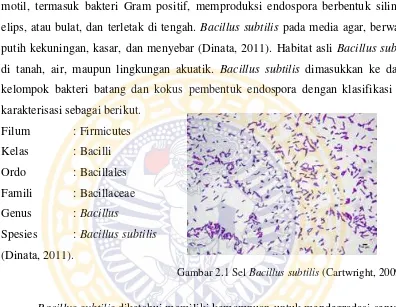 Gambar 2.1 Sel Bacillus subtilis (Cartwright, 2009) 
