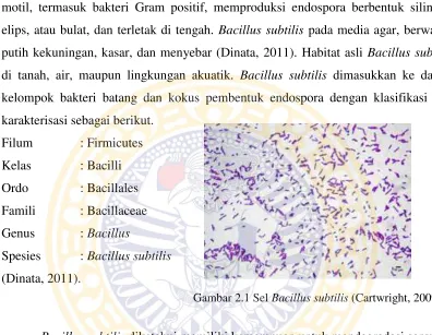 Gambar 2.1 Sel Bacillus subtilis (Cartwright, 2009) 