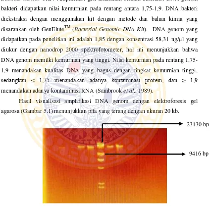 Gambar 5.1. Amplifikasi DNA genom Bacillus subtilis 3KP pada gel agarosa 