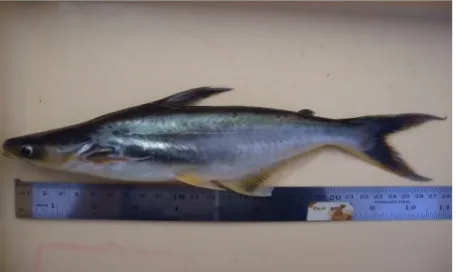 Gambar 1. Morfologi ikan patin (Pangasius djambal)