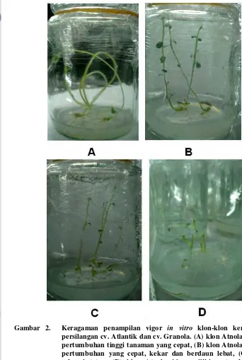 Gambar 2.  Keragaman penampilan vigor in vitro klon-klon kentang hasil persilangan cv