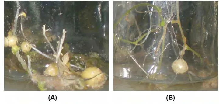 Gambar 5.  Penampilan klon Atnola 12 (A) dan klon Atnola 24 (B) umur 10 minggu pada media pengumbian (MS + Alar 10 mg/L + BAP 5 mg/L + air kelapa 150 ml/L + sukrosa 90 g/L)  