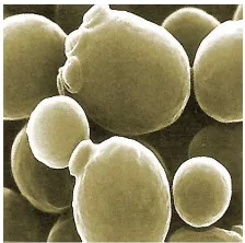 Gambar . Saccharomyces cerevisiae 