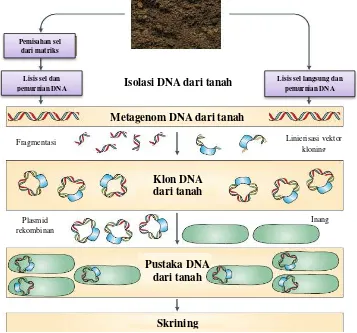 Gambar 2.3 Langkah eksplorasi dan eksploitasi diversitas genom dari komunitas mikroba tanah dengan metode metagenomik (Daniel, 2005) 